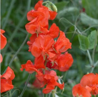 Lielziedu puķuzirņi 'Spring Sunshine Orange'